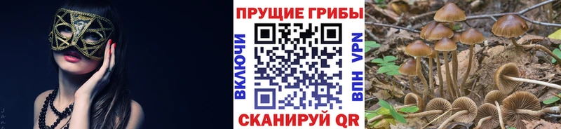 как найти закладки  Георгиевск  Галлюциногенные грибы мицелий 